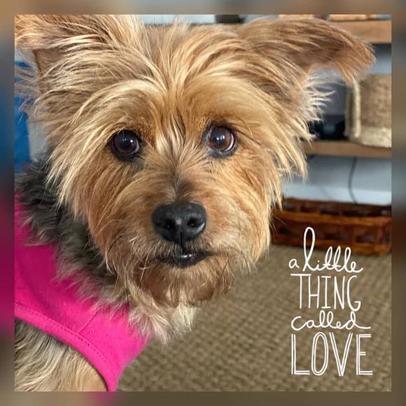 Meet your Posher, Veneta - Picture 1 of 1